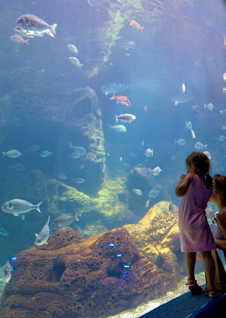 kokkinihani_0000_Layer-7